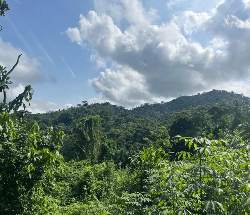 Green forest and natural vegetation beneath a cloud-filled sky